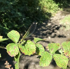 Calopteryx splendens intermedia