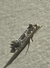 Moerarchis inconcisella