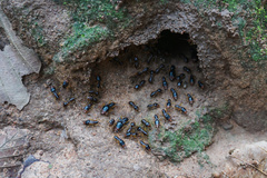 Macrotermes carbonarius