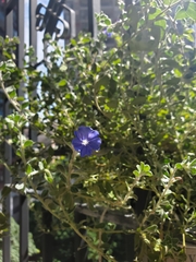 Evolvulus glomeratus