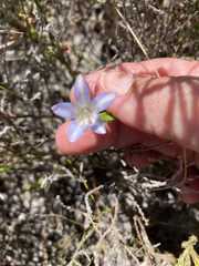 Roella prostrata