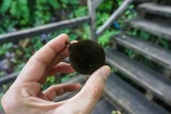 Hydnocarpus ilicifolius