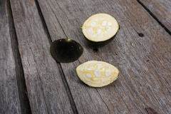 Hydnocarpus ilicifolius