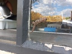 Pachydactylus formosus