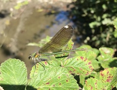 Calopteryx splendens intermedia