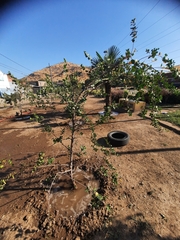 Quillaja saponaria