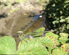 Calopteryx splendens intermedia