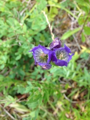 Gentiana sceptrum