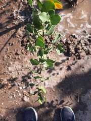 Quillaja saponaria