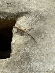 Anolis cristatellus