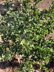 Cryptocarya alba