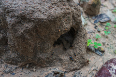 Macrotermes carbonarius