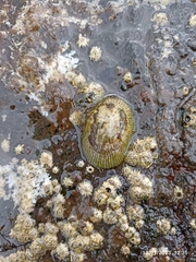 Siphonaria pectinata