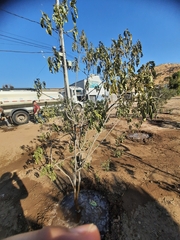Senna candolleana