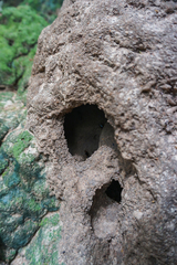 Macrotermes carbonarius