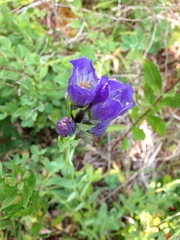Gentiana sceptrum