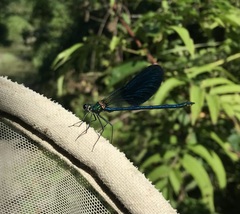Calopteryx splendens intermedia