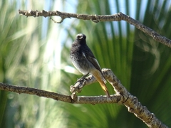 Phoenicurus ochruros