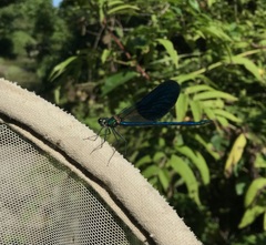 Calopteryx splendens intermedia