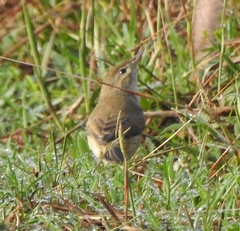 Iduna caligata