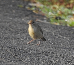 Iduna caligata