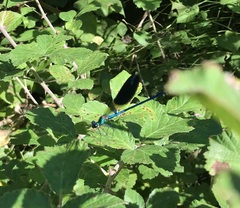 Calopteryx splendens intermedia