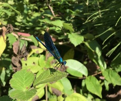 Calopteryx splendens intermedia