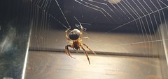 Larinioides ixobolus