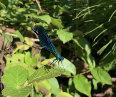 Calopteryx splendens intermedia