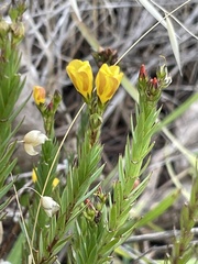 Linum africanum