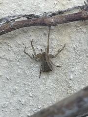 Sidymella trapezia