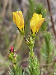 Linum africanum