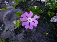 Primula minima