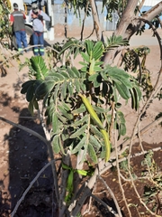 Senna