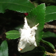 Euproctis haemodetes