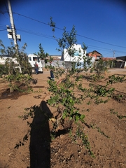 Quillaja saponaria