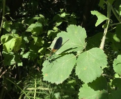 Calopteryx splendens intermedia