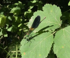 Calopteryx splendens intermedia