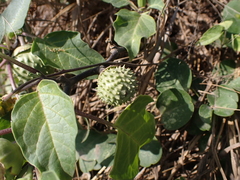 Datura metel
