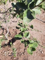 Quillaja saponaria