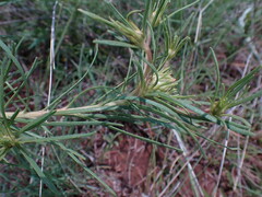 Geigeria burkei