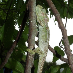 Bradypodion damaranum