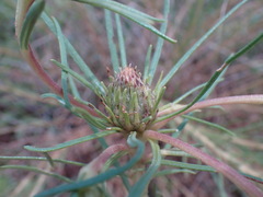 Geigeria burkei