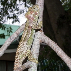 Bradypodion damaranum