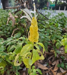 Pachystachys lutea