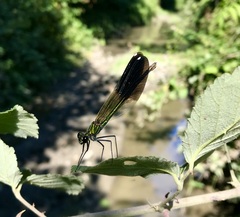 Calopteryx splendens intermedia