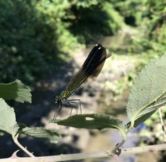 Calopteryx splendens intermedia