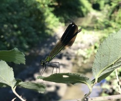 Calopteryx splendens intermedia