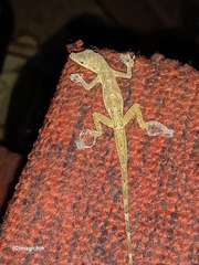 Anolis aeneus