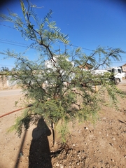 Prosopis chilensis